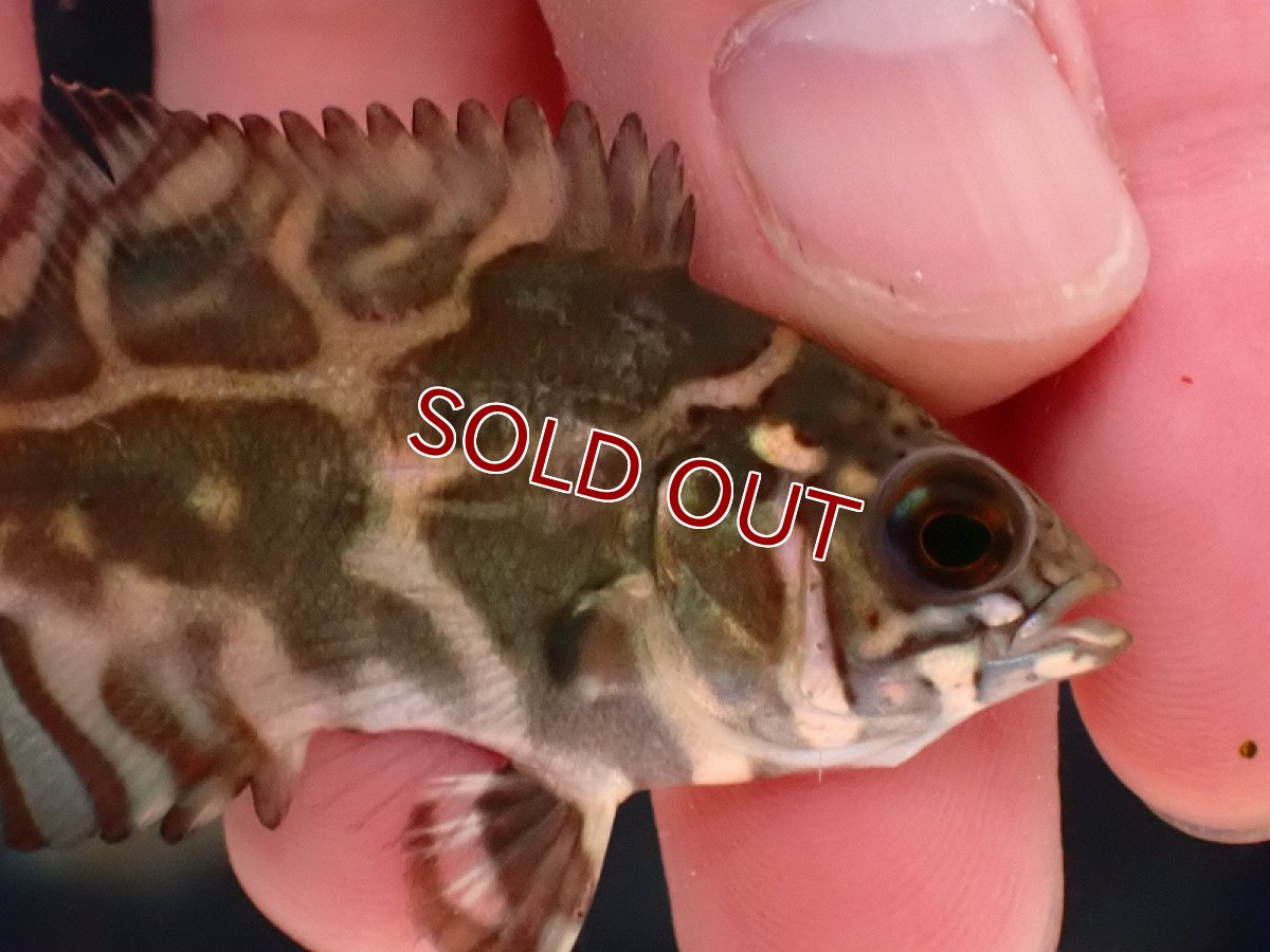 画像2: 【淡水魚】ワイルドオスカー アノリ産【1匹 サンプル画像】(±5cm)（大型魚）（生体）（熱帯魚）NKO (2)