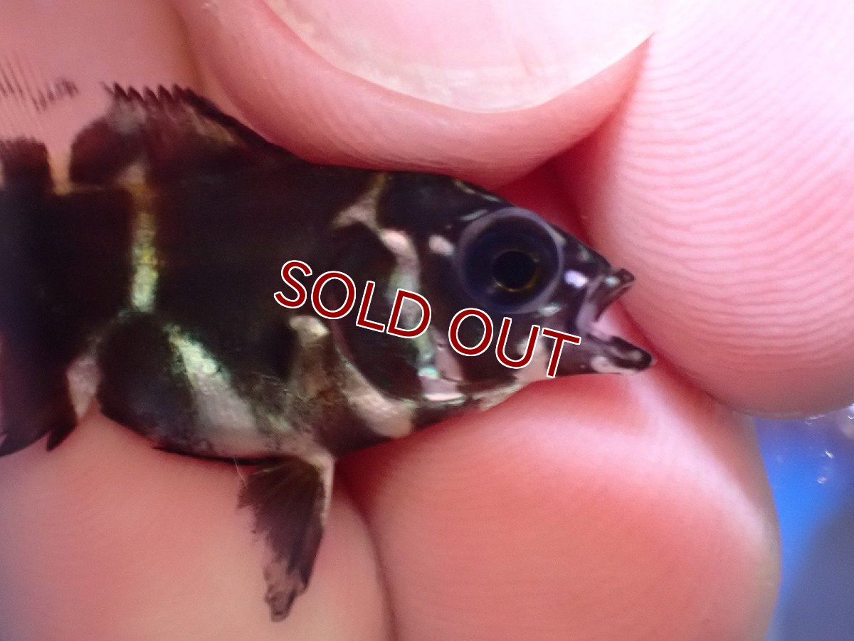 画像2: 【淡水魚】【通販】ワイルドオスカー アクレ州 ワイルド【1匹 サンプル画像】(±2-3cm)（大型魚）（生体）（熱帯魚）NKO (2)