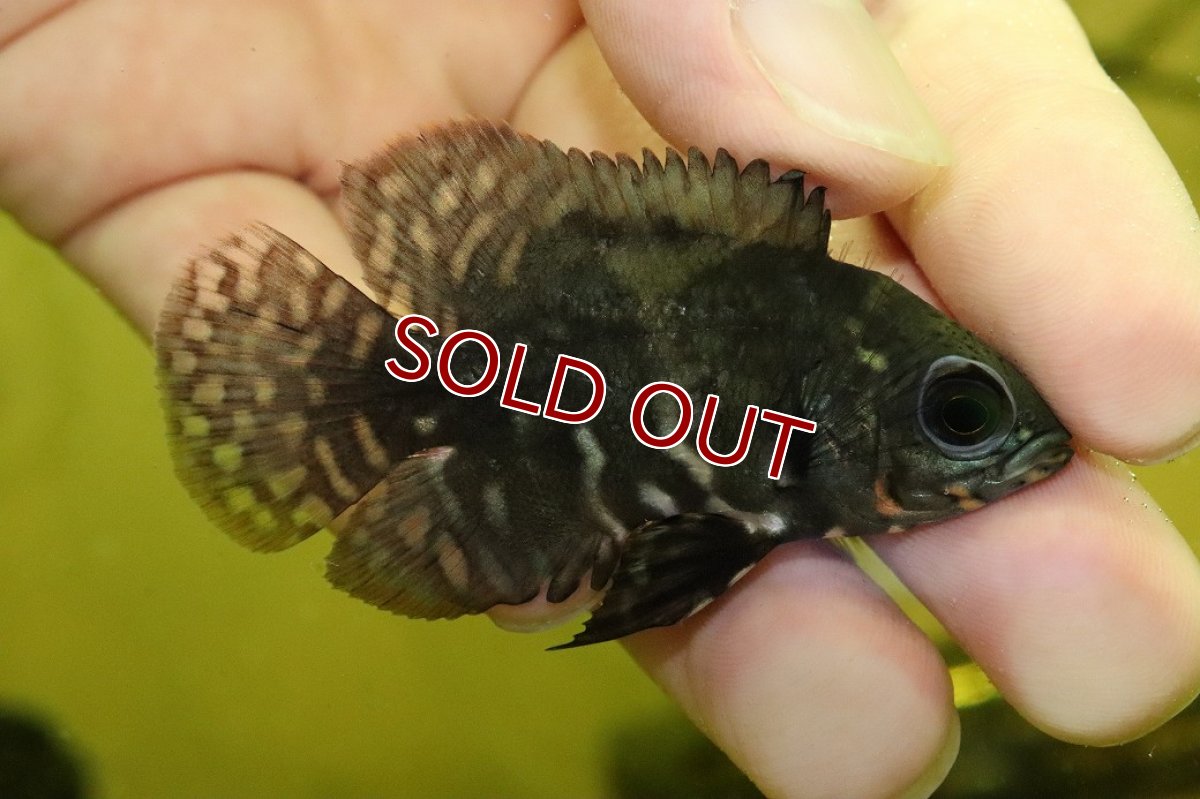 画像1: 【淡水魚】【通販】ワイルドオスカー ネグロ産 ワイルド【１匹 サンプル画像】(±5-6cm)(大型魚)(生体)(熱帯魚)NKO (1)