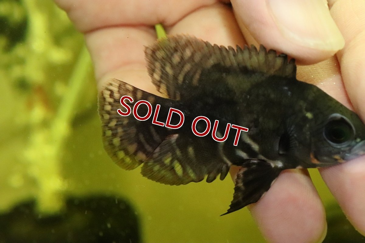 画像2: 【淡水魚】【通販】ワイルドオスカー ネグロ産 ワイルド【１匹 サンプル画像】(±5-6cm)(大型魚)(生体)(熱帯魚)NKO (2)