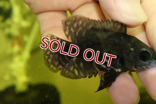 オストハイマー　クロヒョウ親子 オストハイマー クロヒョウ親子