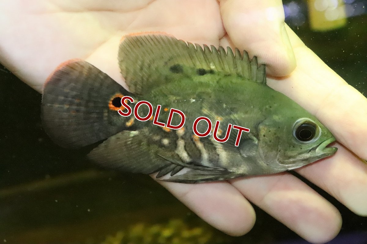 画像1: 【淡水魚】【通販】美種 ブラジル便 ワイルドオスカー イガラッペアスー産【１匹 サンプル画像】(±7-8cm)(大型魚)(生体)(熱帯魚)NKO (1)