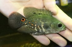 画像1: 【淡水魚】【通販】美種 ブラジル便 ワイルドオスカー イガラッペアスー産【１匹 サンプル画像】(±7-8cm)(大型魚)(生体)(熱帯魚)NKO (1)