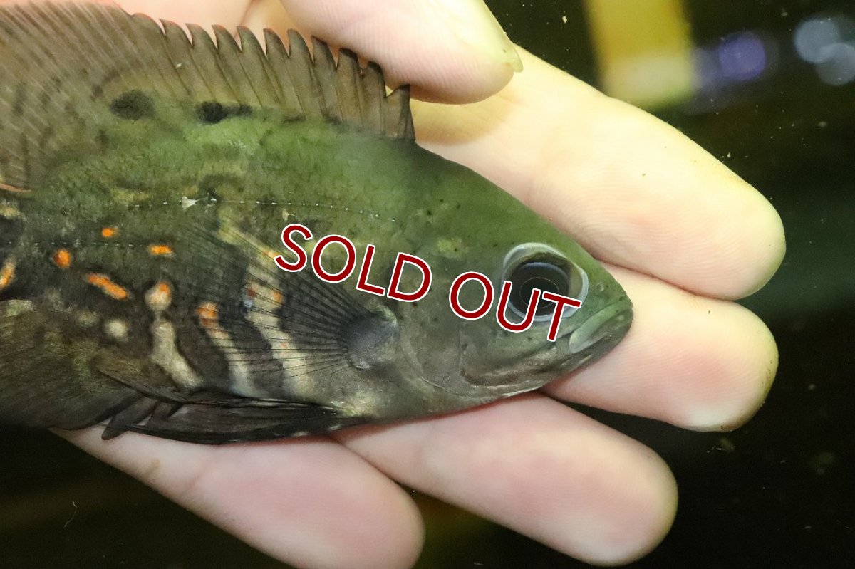 画像2: 【淡水魚】【通販】美種 ブラジル便 ワイルドオスカー イガラッペアスー産【１匹 サンプル画像】(±7-8cm)(大型魚)(生体)(熱帯魚)NKO (2)