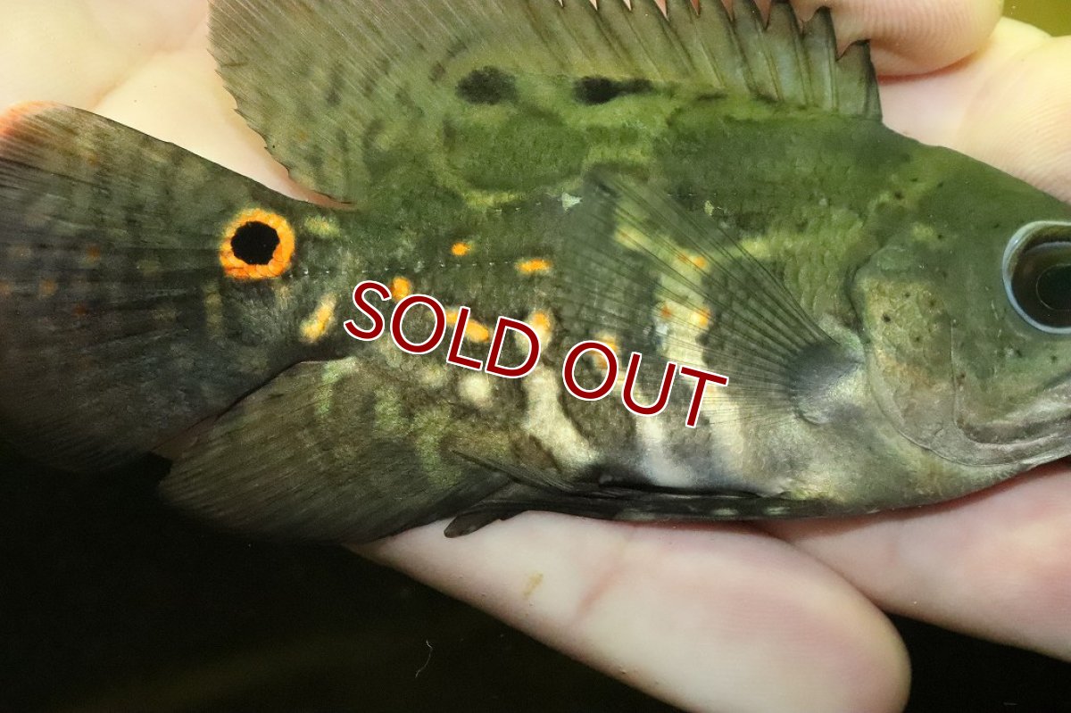 画像3: 【淡水魚】【通販】美種 ブラジル便 ワイルドオスカー イガラッペアスー産【１匹 サンプル画像】(±7-8cm)(大型魚)(生体)(熱帯魚)NKO (3)