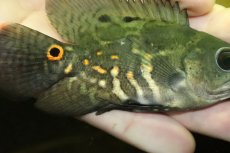 画像3: 【淡水魚】【通販】美種 ブラジル便 ワイルドオスカー イガラッペアスー産【１匹 サンプル画像】(±7-8cm)(大型魚)(生体)(熱帯魚)NKO (3)