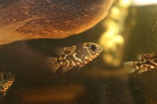 画像1: 【淡水魚】【通販】激レア ワイルド レッドオスカー サンフランシスコ産 ワイルド【1匹 サンプル画像】(±4cm)(大型魚(生体)(熱帯魚)NKO (1)