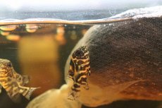 画像2: 【淡水魚】【通販】激レア ワイルド レッドオスカー サンフランシスコ産 ワイルド【1匹 サンプル画像】(±4cm)(大型魚(生体)(熱帯魚)NKO (2)