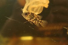 画像3: 【淡水魚】【通販】激レア ワイルド レッドオスカー サンフランシスコ産 ワイルド【1匹 サンプル画像】(±4cm)(大型魚(生体)(熱帯魚)NKO (3)