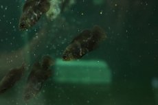 画像1: 【淡水魚】【通販】大特価 ブラジル便 ワイルドオスカー アラグアイア産 ワイルド【1匹 サンプル画像】(±4-5cm)(生体)(熱帯魚)NKO (1)