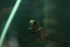 画像2: 【淡水魚】【通販】大特価 ブラジル便 ワイルドオスカー アラグアイア産 ワイルド【1匹 サンプル画像】(±4-5cm)(生体)(熱帯魚)NKO (2)