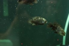画像3: 【淡水魚】【通販】大特価 ブラジル便 ワイルドオスカー アラグアイア産 ワイルド【1匹 サンプル画像】(±4-5cm)(生体)(熱帯魚)NKO (3)