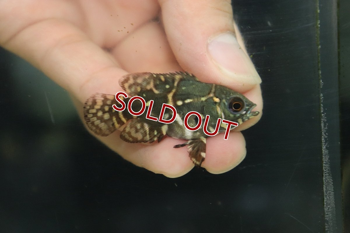 画像2: 【淡水魚】【通販】大特価 ワイルドオスカーコロンビア産 ワイルド【1匹サンプル画像】(±4-5cm)（生体）【オスカー】（熱帯魚）NKO (2)