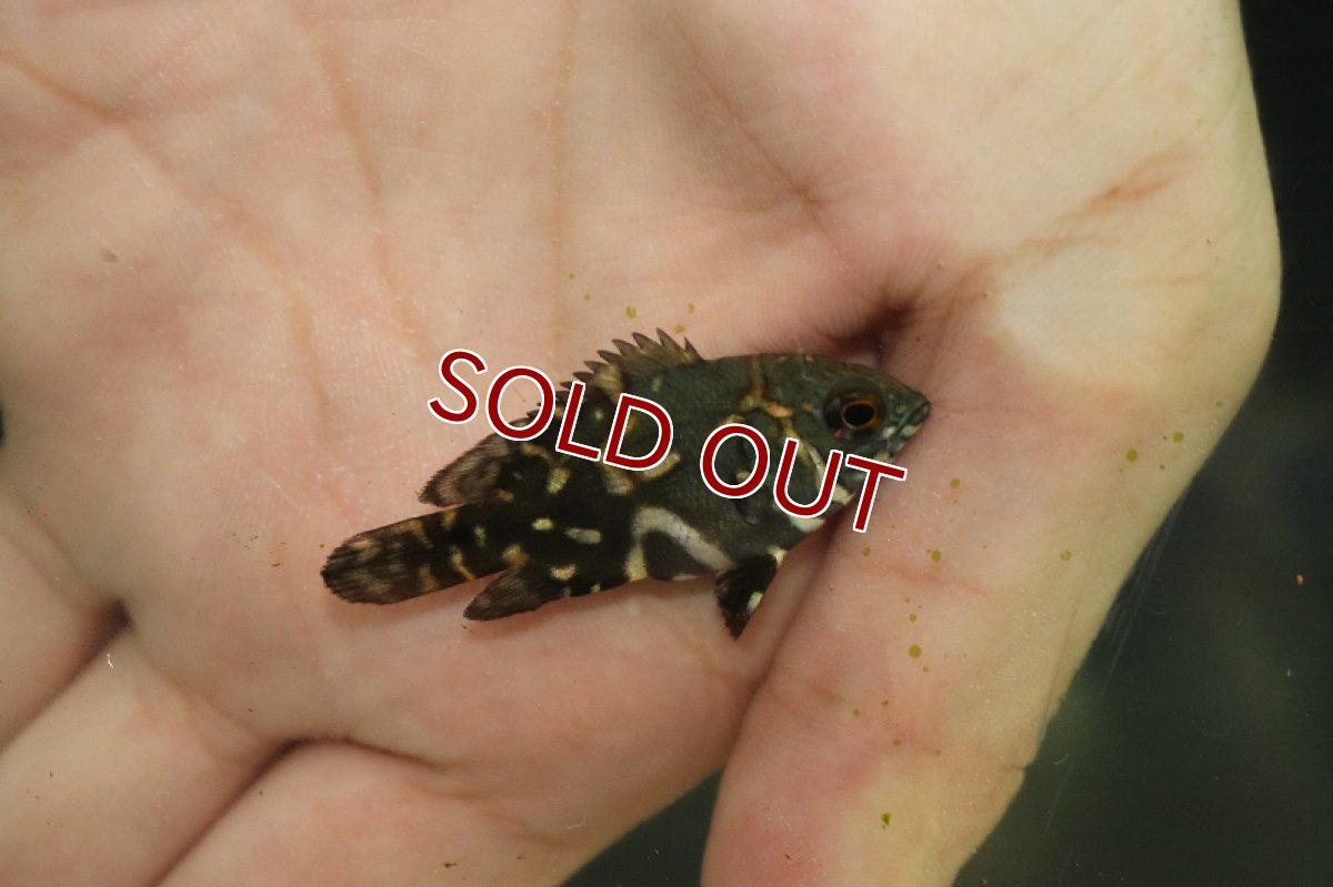 画像3: 【淡水魚】【通販】大特価 ワイルドオスカーコロンビア産 ワイルド【1匹サンプル画像】(±4-5cm)（生体）【オスカー】（熱帯魚）NKO (3)