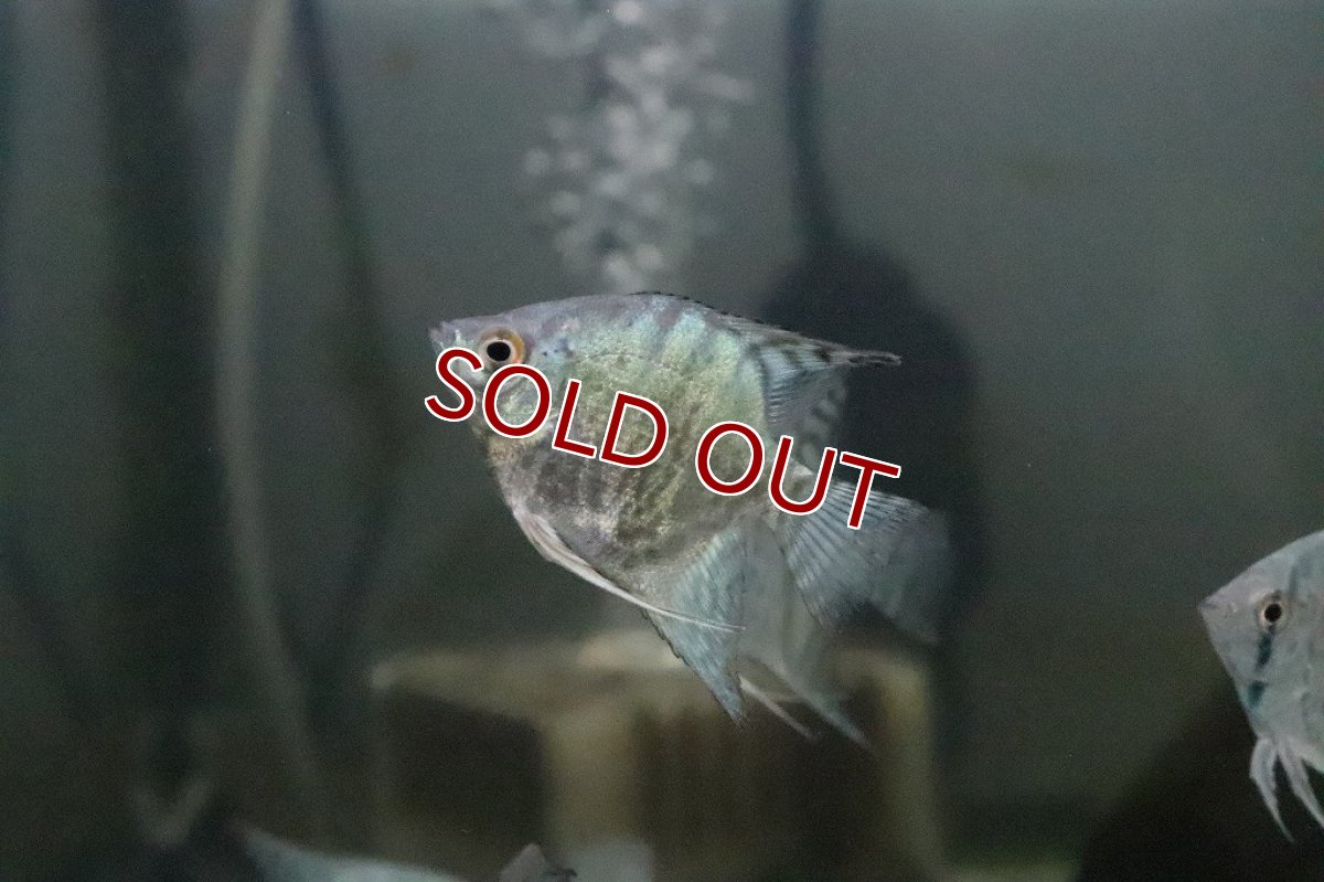 画像2: 【淡水魚】１年ぶりの入荷 スネークスキンゼブラエンゼル【１匹】(エンゼルフィッシュ)(生体)(淡水)NK (2)
