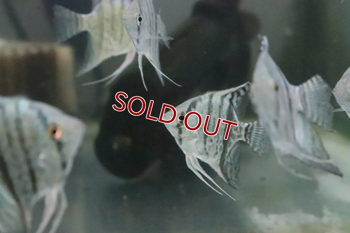 画像3: 【淡水魚】１年ぶりの入荷 スネークスキンゼブラエンゼル【１匹】(エンゼルフィッシュ)(生体)(淡水)NK (3)