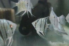 画像3: 【淡水魚】【通販】１年ぶりの入荷 スネークスキンゼブラエンゼル【１匹】(エンゼルフィッシュ)(生体)(淡水)NK (3)