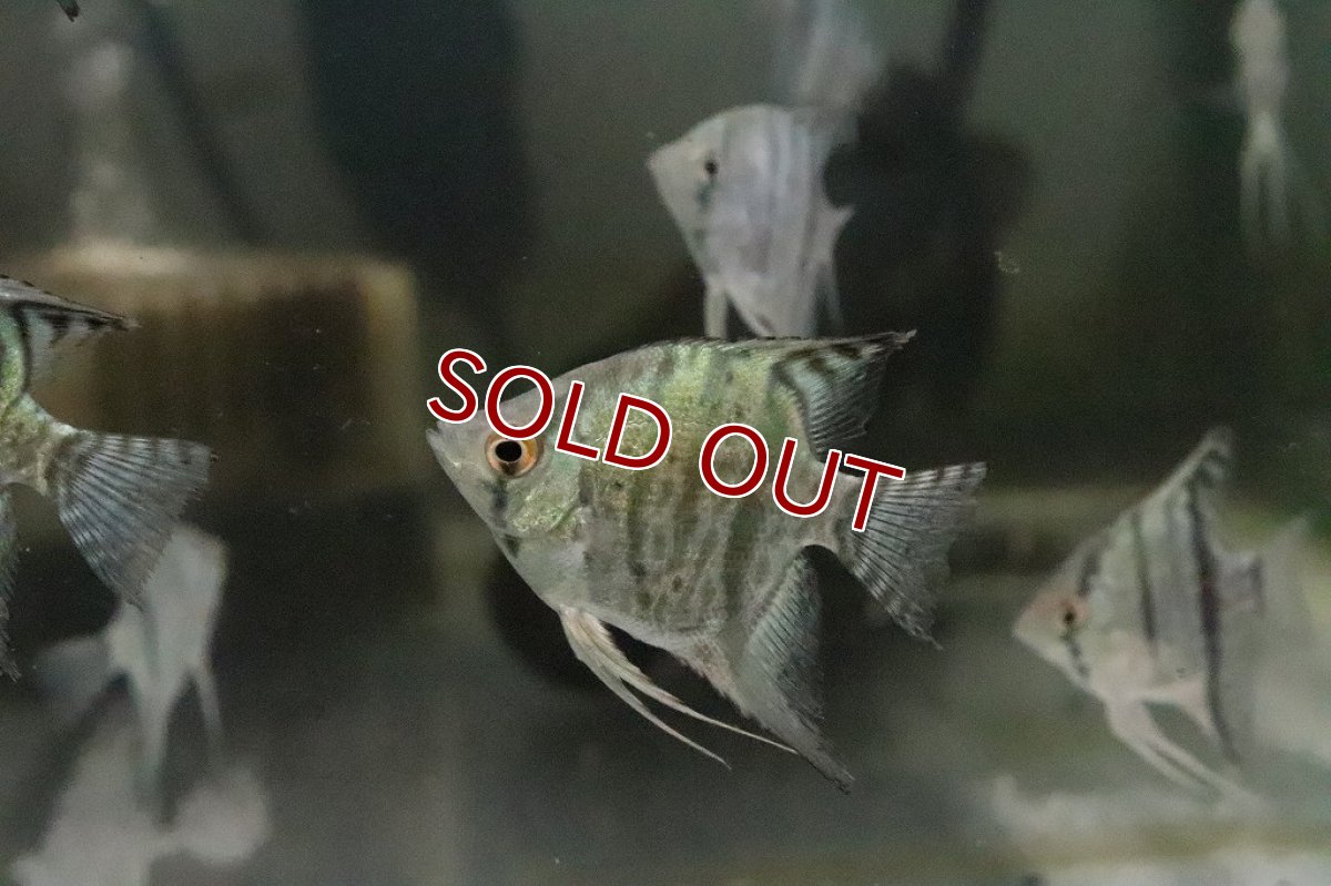 画像4: 【淡水魚】１年ぶりの入荷 スネークスキンゼブラエンゼル【１匹】(エンゼルフィッシュ)(生体)(淡水)NK (4)