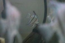 画像5: 【淡水魚】【通販】１年ぶりの入荷 スネークスキンゼブラエンゼル【１匹】(エンゼルフィッシュ)(生体)(淡水)NK (5)