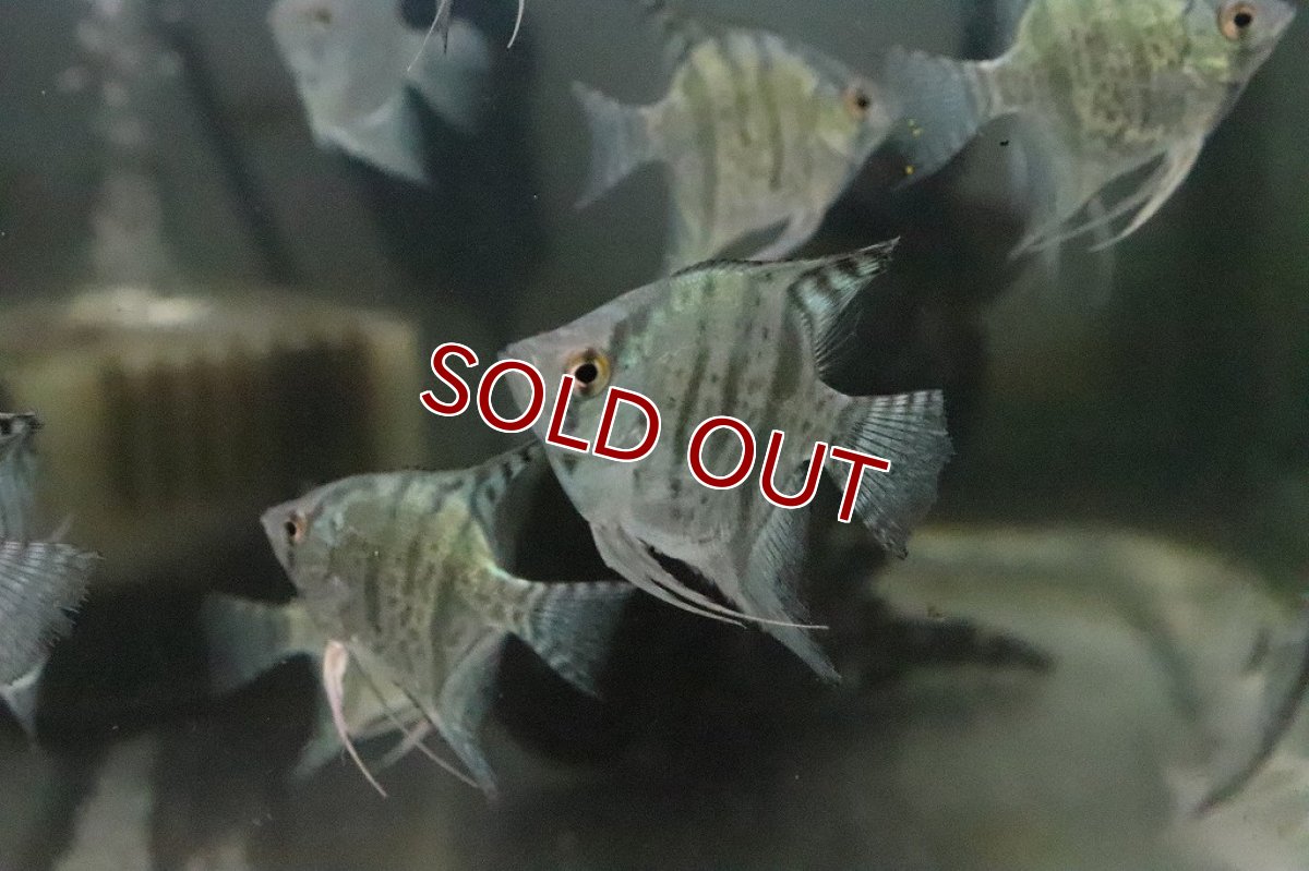 画像6: 【淡水魚】１年ぶりの入荷 スネークスキンゼブラエンゼル【１匹】(エンゼルフィッシュ)(生体)(淡水)NK (6)
