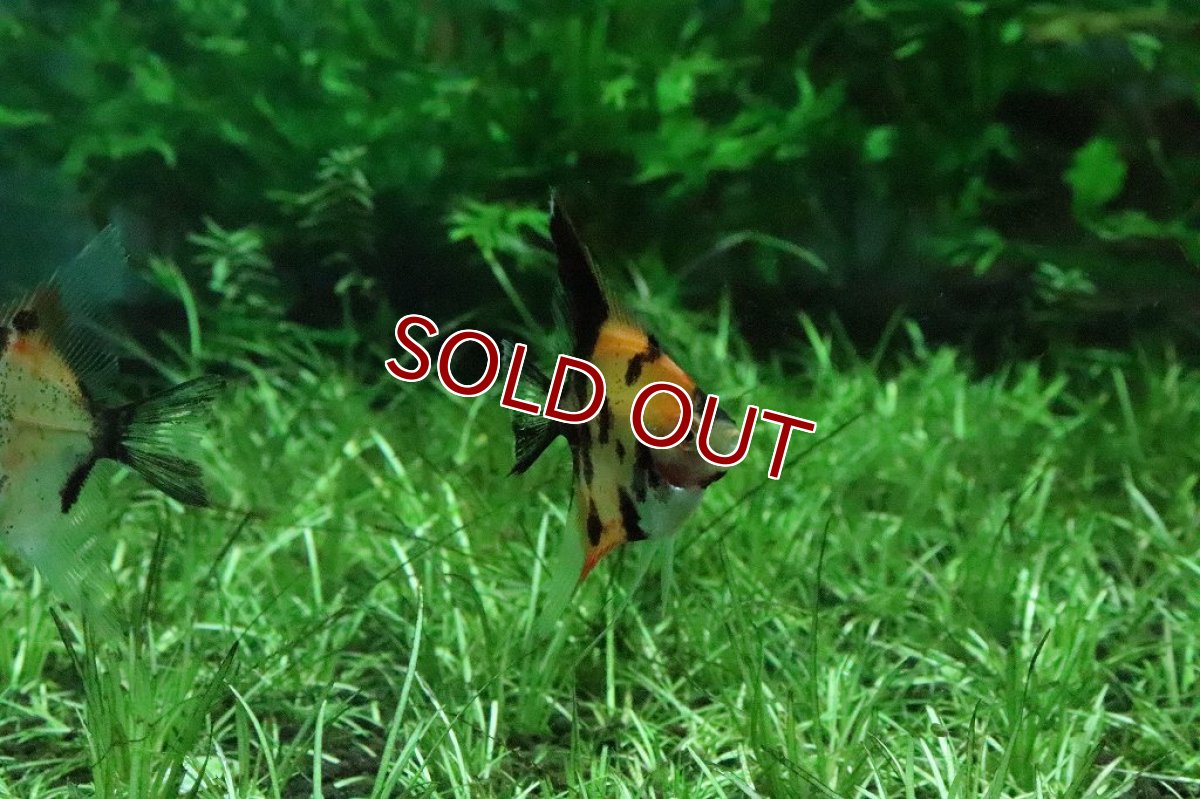 画像3: 【淡水魚】【通販】レッドデビルエンゼルフィッシュ【1匹 サンプル画像】(エンゼルフィッシュ)(生体)(淡水)NK (3)