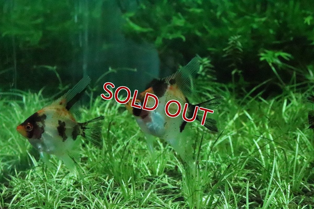 画像4: 【淡水魚】【通販】レッドデビルエンゼルフィッシュ【1匹 サンプル画像】(エンゼルフィッシュ)(生体)(淡水)NK (4)