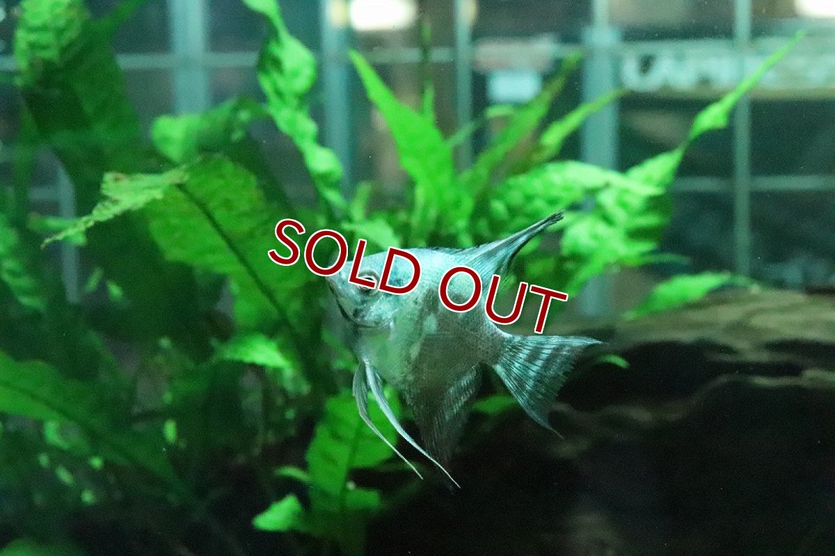 画像3: 【淡水魚】【通販】アバターブルーエンゼル【1匹 サンプル画像】(エンゼルフィッシュ)(生体)(淡水)NK (3)