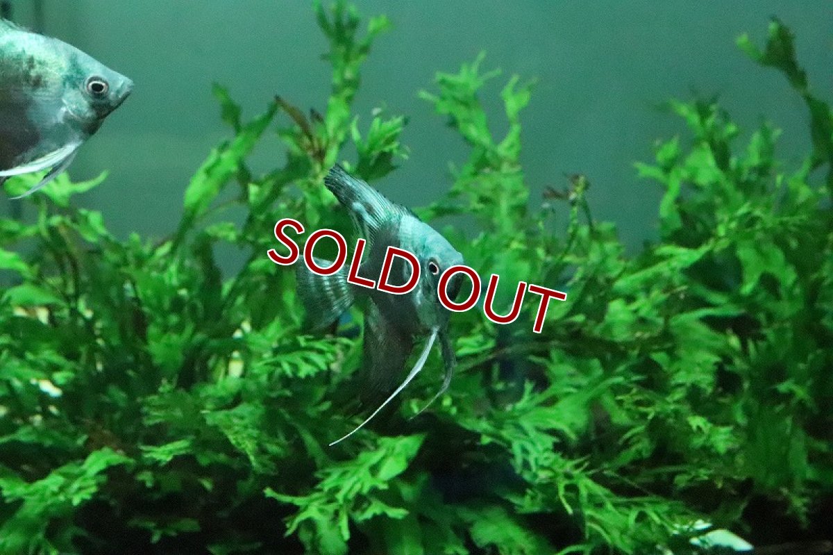 画像5: 【淡水魚】【通販】アバターブルーエンゼル【1匹 サンプル画像】(エンゼルフィッシュ)(生体)(淡水)NK (5)