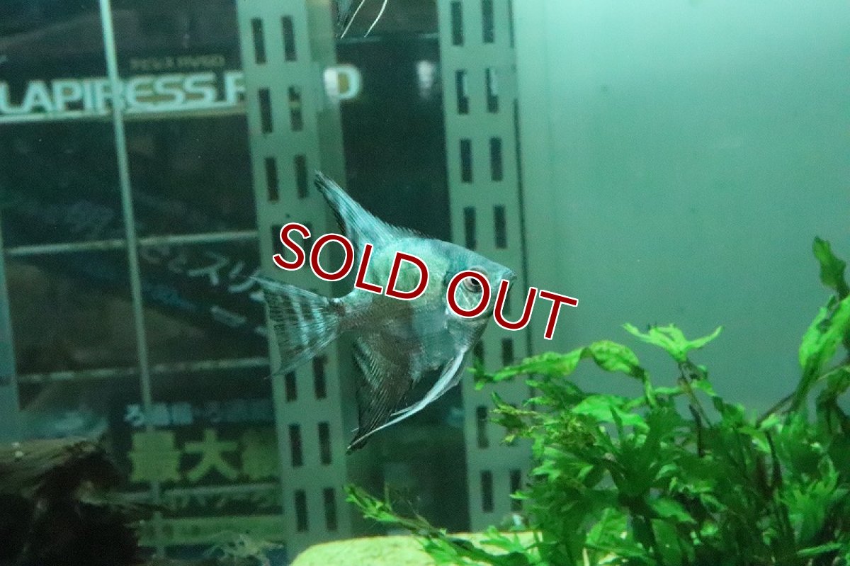 画像7: 【淡水魚】【通販】アバターブルーエンゼル【1匹 サンプル画像】(エンゼルフィッシュ)(生体)(淡水)NK (7)