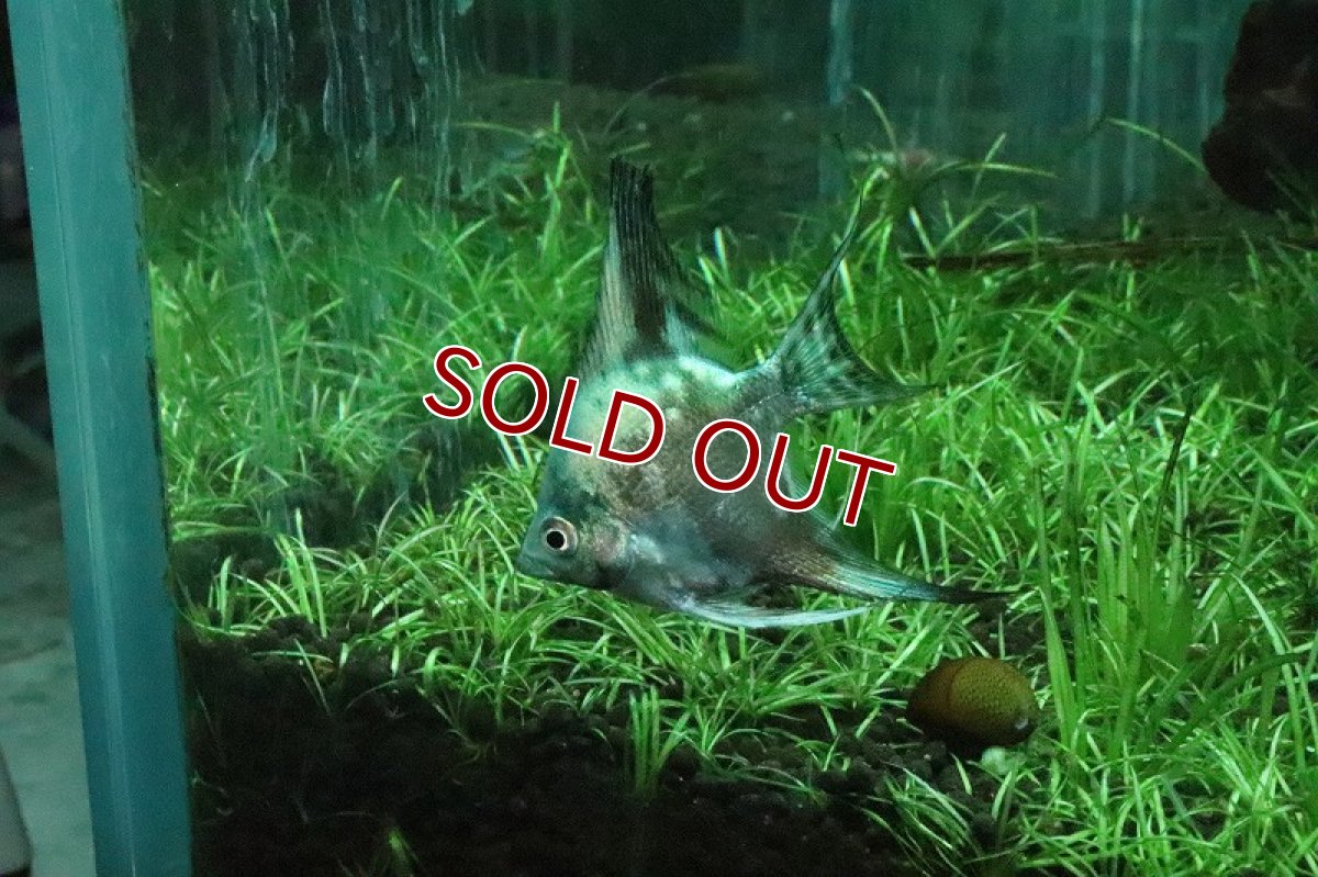 画像9: 【淡水魚】【通販】アバターブルーエンゼル【1匹 サンプル画像】(エンゼルフィッシュ)(生体)(淡水)NK (9)