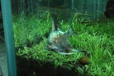 画像9: 【淡水魚】【通販】アバターブルーエンゼル【1匹 サンプル画像】(エンゼルフィッシュ)(生体)(淡水)NK (9)
