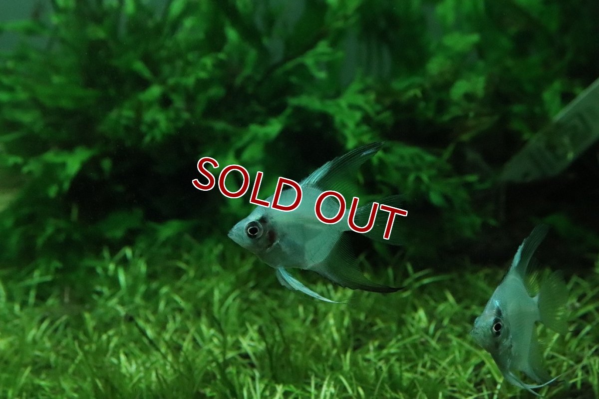 画像2: 【淡水魚】レア種 グリーンジャイアントエンゼル【1匹】(メダカ科)（生体）（熱帯魚）NK (2)