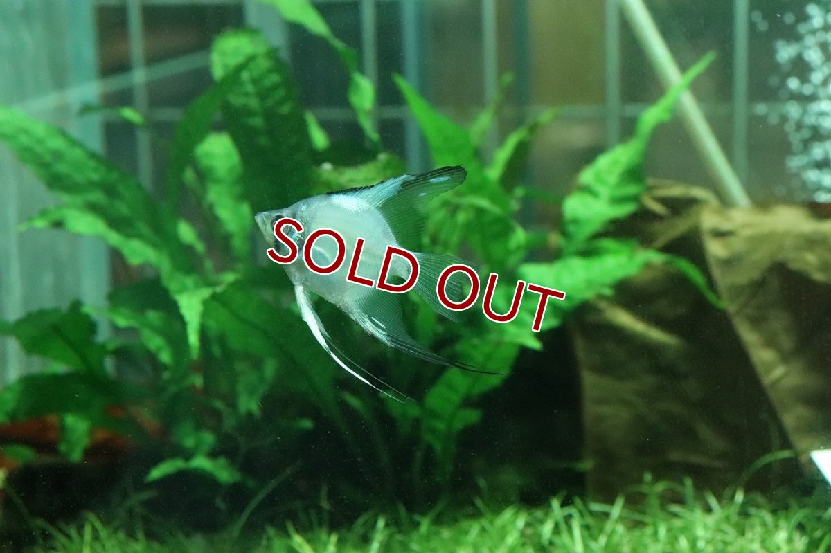 画像3: 【淡水魚】レア種 グリーンジャイアントエンゼル【1匹】(メダカ科)（生体）（熱帯魚）NK (3)