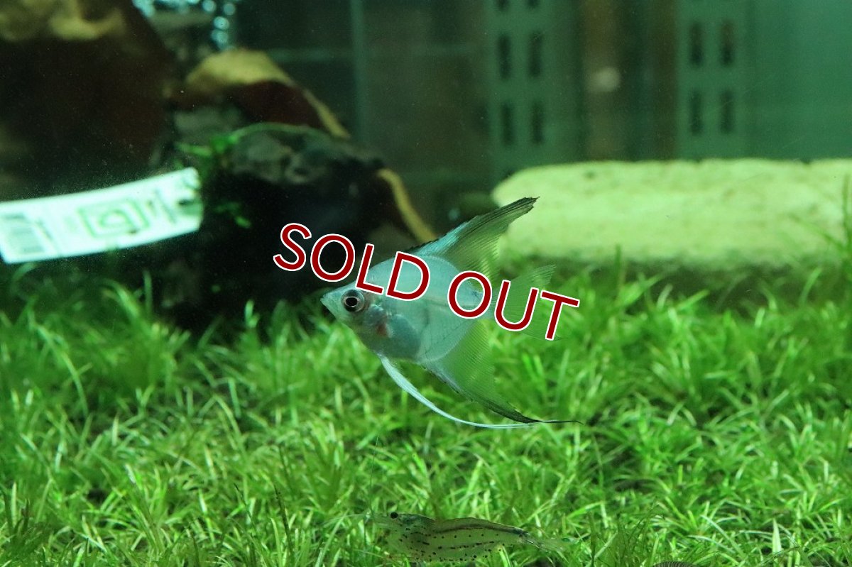 画像4: 【淡水魚】レア種 グリーンジャイアントエンゼル【1匹】(メダカ科)（生体）（熱帯魚）NK (4)