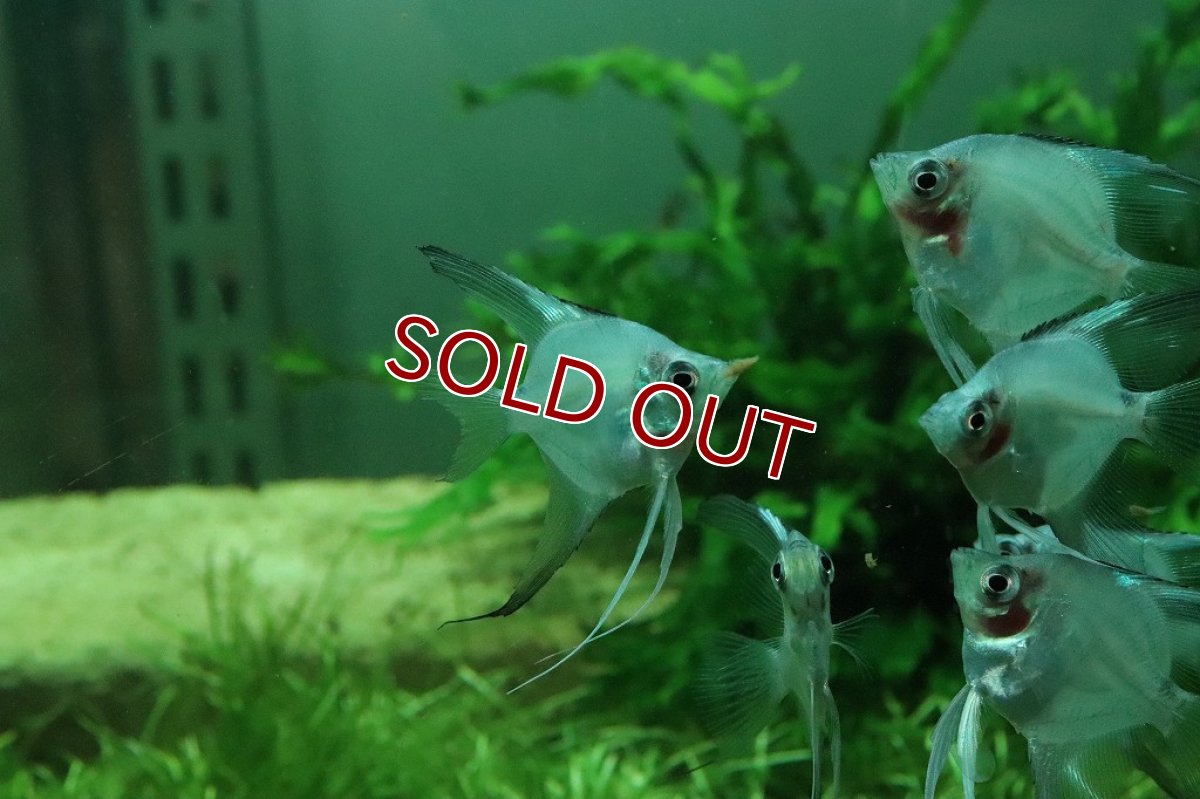 画像5: 【淡水魚】レア種 グリーンジャイアントエンゼル【1匹】(メダカ科)（生体）（熱帯魚）NK (5)