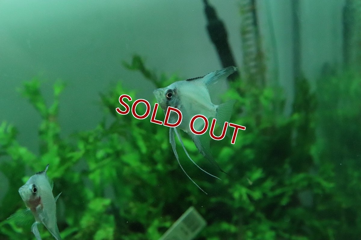 画像6: 【淡水魚】レア種 グリーンジャイアントエンゼル【1匹】(メダカ科)（生体）（熱帯魚）NK (6)