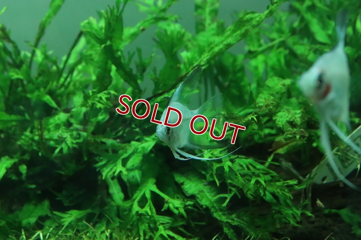 画像7: 【淡水魚】レア種 グリーンジャイアントエンゼル【1匹】(メダカ科)（生体）（熱帯魚）NK (7)