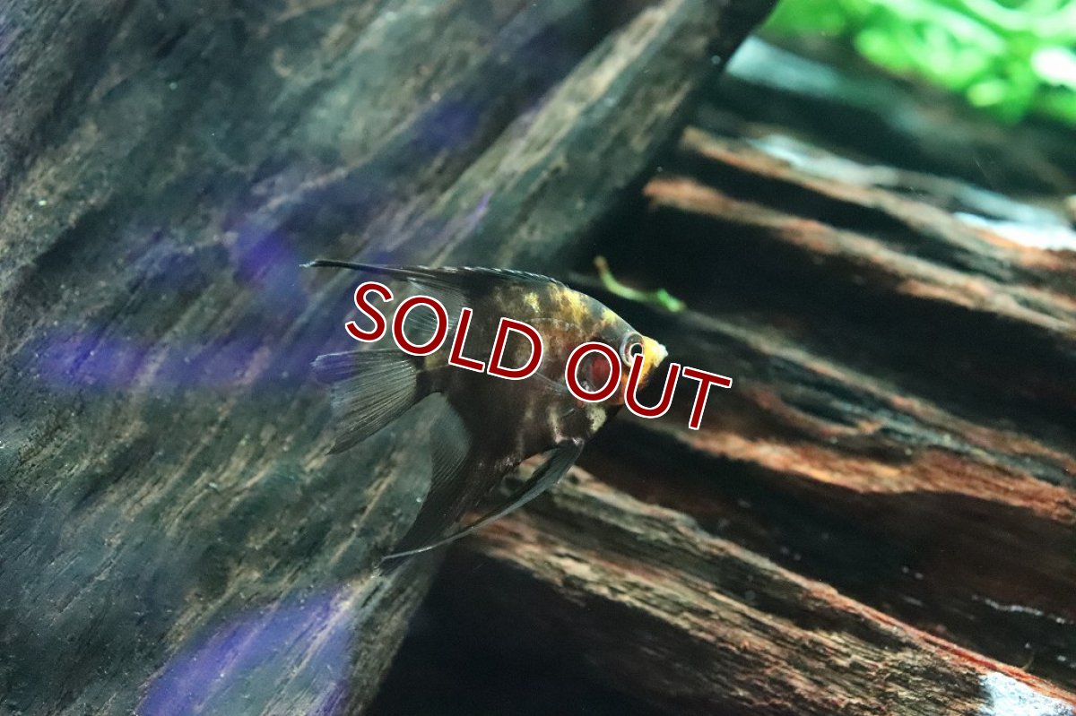 画像2: 【淡水魚】新種 ブラックマーブルレッドデビルエンゼル【１匹 サンプル画像】(±5ｃｍ)(エンゼルフィッシュ)（生体）（熱帯魚）NK (2)