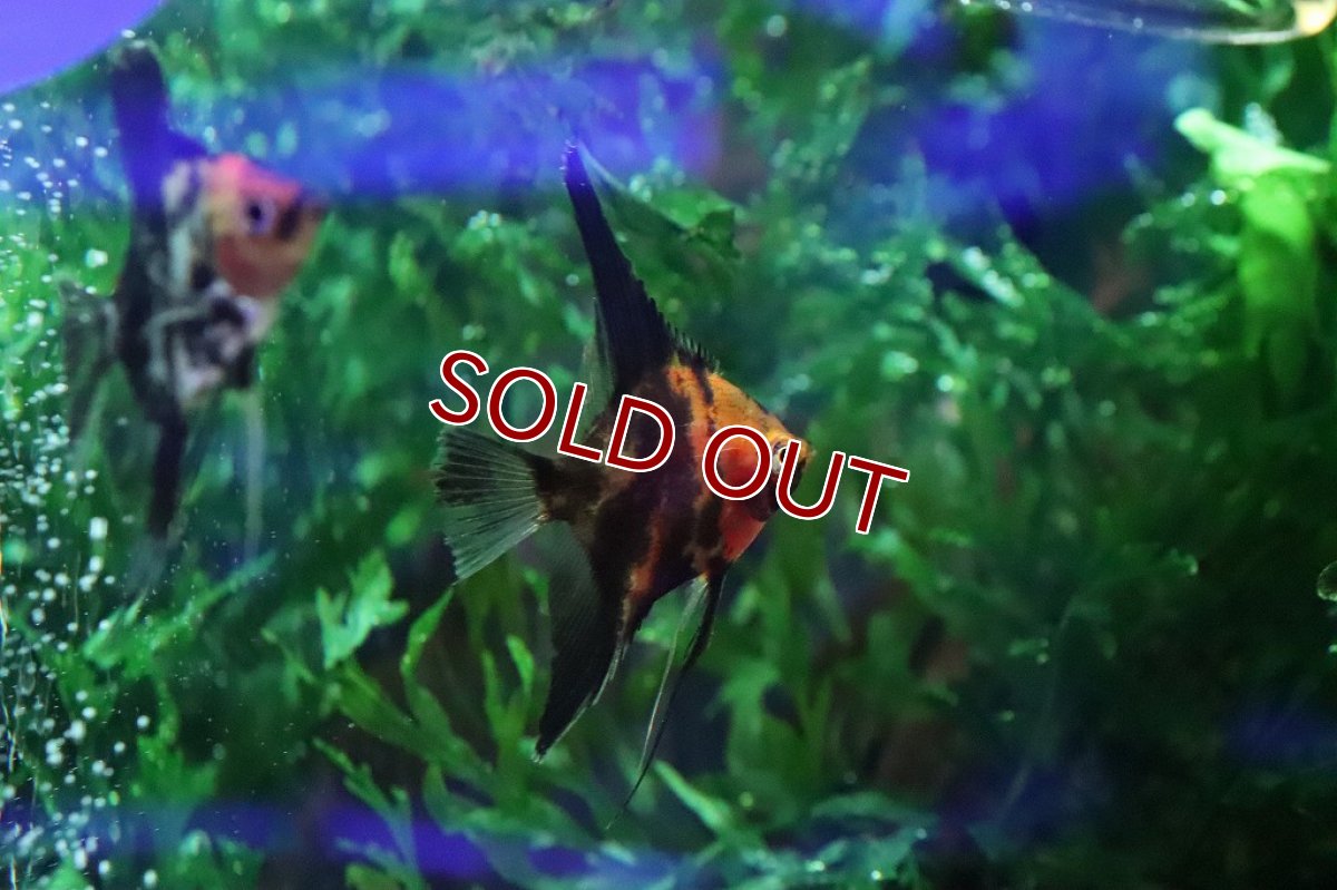 画像3: 【淡水魚】新種 ブラックマーブルレッドデビルエンゼル【１匹 サンプル画像】(±5ｃｍ)(エンゼルフィッシュ)（生体）（熱帯魚）NK (3)