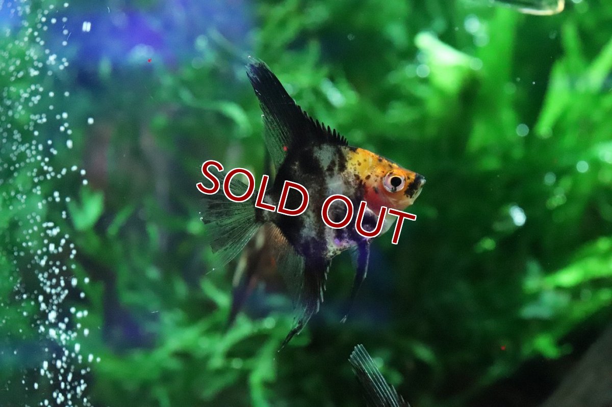 画像4: 【淡水魚】新種 ブラックマーブルレッドデビルエンゼル【１匹 サンプル画像】(±5ｃｍ)(エンゼルフィッシュ)（生体）（熱帯魚）NK (4)