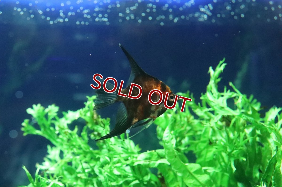 画像5: 【淡水魚】新種 ブラックマーブルレッドデビルエンゼル【１匹 サンプル画像】(±5ｃｍ)(エンゼルフィッシュ)（生体）（熱帯魚）NK (5)