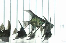 画像1: 【淡水魚】【通販】 日本初上陸オリジナル便 新種 ジェットブラックブルーエンゼル【1匹 サンプル画像】(エンゼルフィッシュ)（生体）（熱帯魚）NK (1)