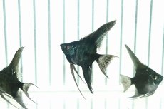 画像2: 【淡水魚】【通販】 日本初上陸オリジナル便 新種 ジェットブラックブルーエンゼル【1匹 サンプル画像】(エンゼルフィッシュ)（生体）（熱帯魚）NK (2)