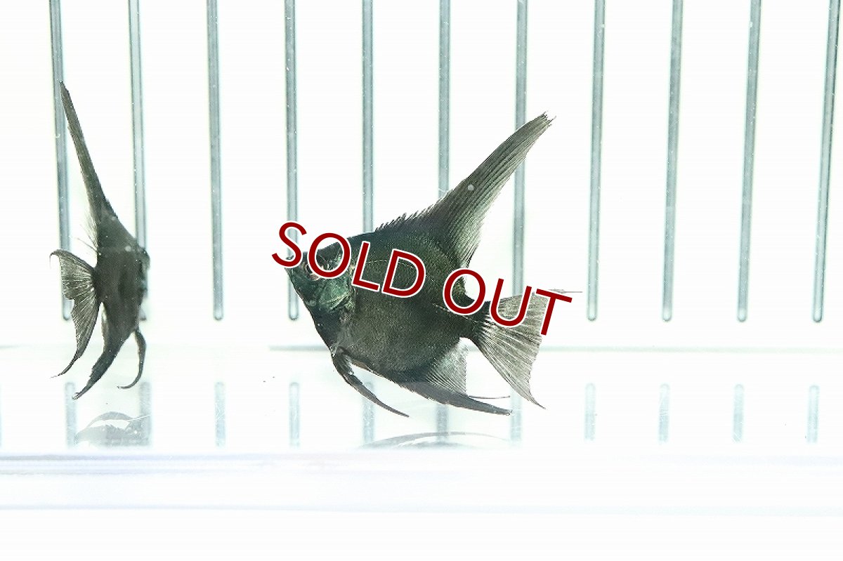 画像3: 【淡水魚】 日本初上陸オリジナル便 新種 ジェットブラックブルーエンゼル【1匹 サンプル画像】(エンゼルフィッシュ)(生体)(熱帯魚)NK (3)