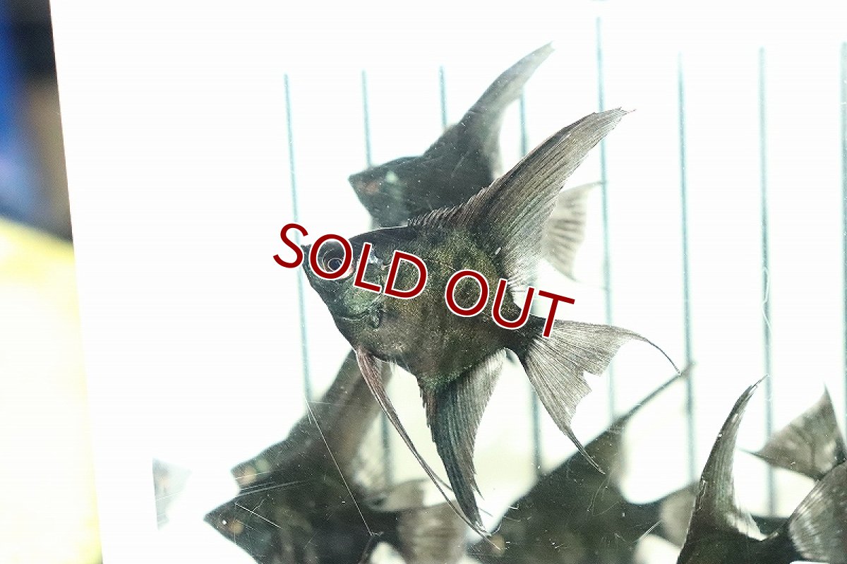 画像4: 【淡水魚】 日本初上陸オリジナル便 新種 ジェットブラックブルーエンゼル【1匹 サンプル画像】(エンゼルフィッシュ)(生体)(熱帯魚)NK (4)