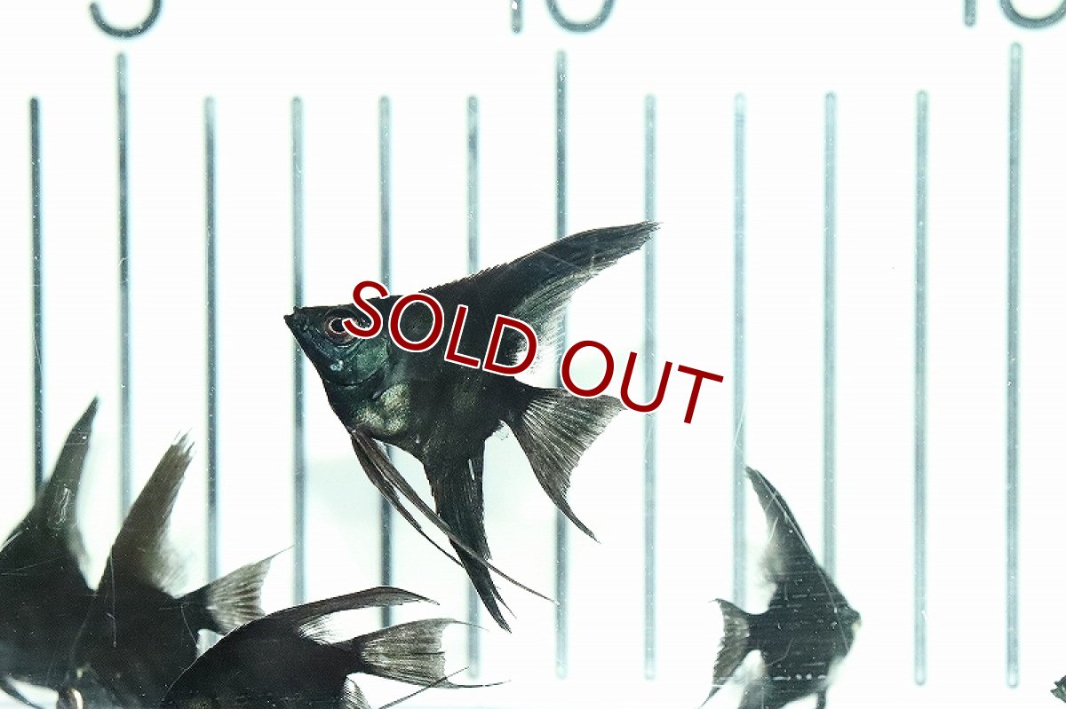 画像5: 【淡水魚】 日本初上陸オリジナル便 新種 ジェットブラックブルーエンゼル【1匹 サンプル画像】(エンゼルフィッシュ)(生体)(熱帯魚)NK (5)