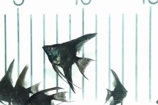 画像5: 【淡水魚】【通販】 日本初上陸オリジナル便 新種 ジェットブラックブルーエンゼル【1匹 サンプル画像】(エンゼルフィッシュ)（生体）（熱帯魚）NK (5)
