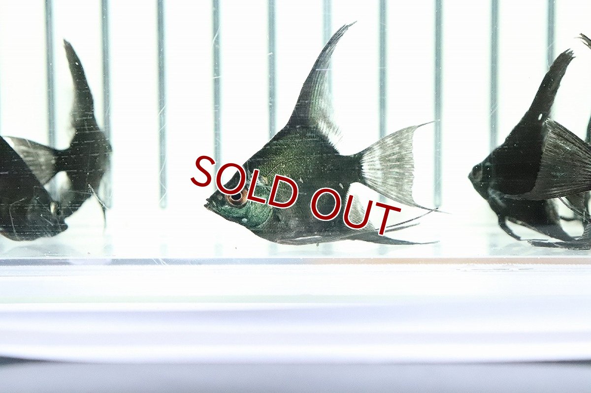 画像6: 【淡水魚】 日本初上陸オリジナル便 新種 ジェットブラックブルーエンゼル【1匹 サンプル画像】(エンゼルフィッシュ)(生体)(熱帯魚)NK (6)