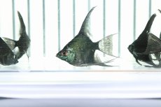 画像6: 【淡水魚】【通販】 日本初上陸オリジナル便 新種 ジェットブラックブルーエンゼル【1匹 サンプル画像】(エンゼルフィッシュ)（生体）（熱帯魚）NK (6)