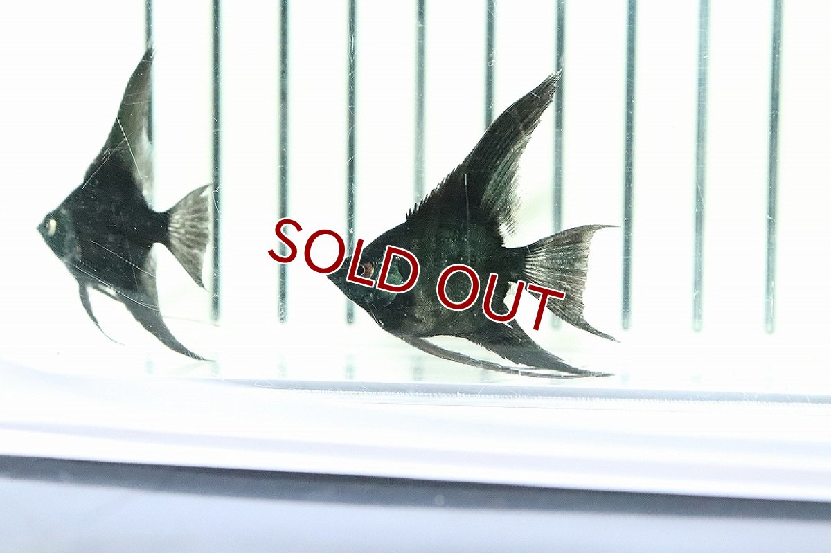 画像7: 【淡水魚】 日本初上陸オリジナル便 新種 ジェットブラックブルーエンゼル【1匹 サンプル画像】(エンゼルフィッシュ)(生体)(熱帯魚)NK (7)